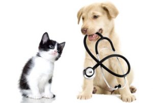 Assicurazioni per gli animali domestici