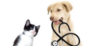 Assicurazioni per gli animali domestici